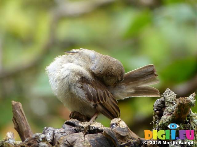 FZ020162 House sparrow (Passer domesticus) grooming